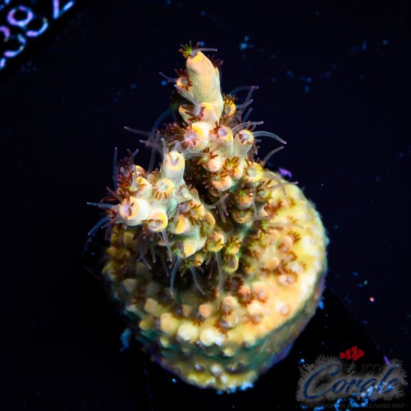 EC Wasp Nest Acro