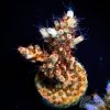 EC Wasp Nest Acro