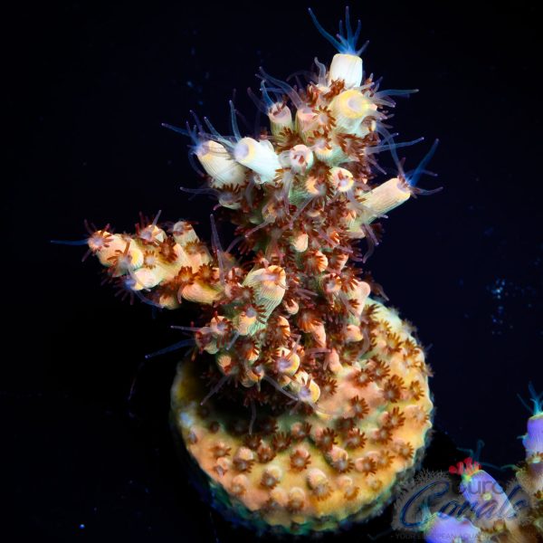 EC Wasp Nest Acro