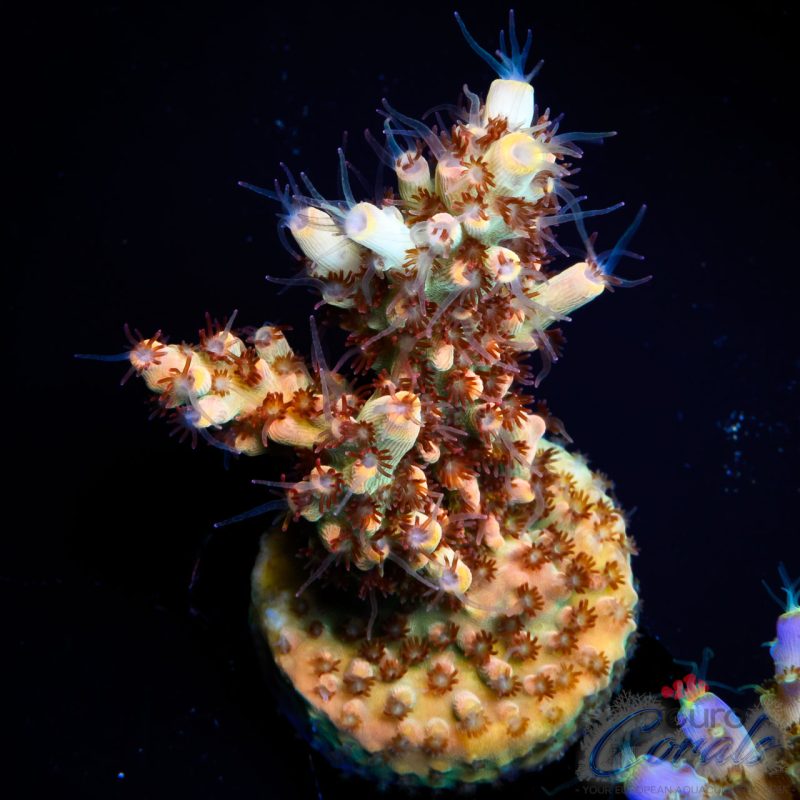 EC Wasp Nest Acro