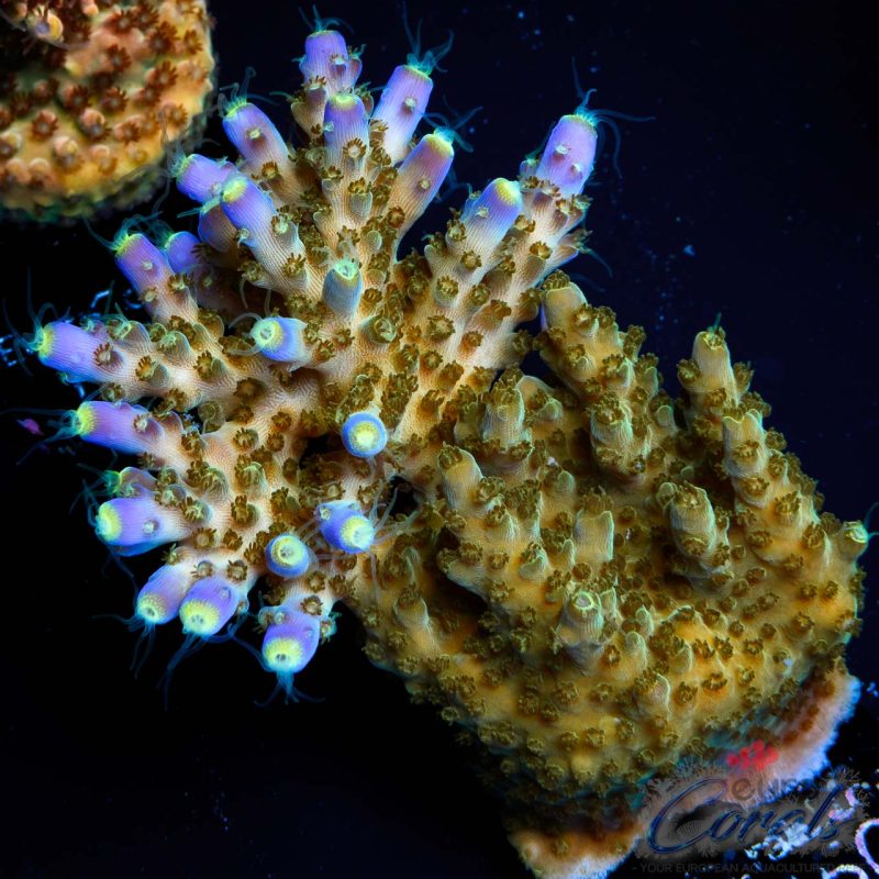 EC 500$ Efflow Acro