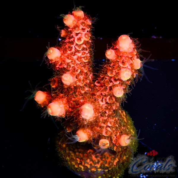 EC On Fire Spathulata Acro