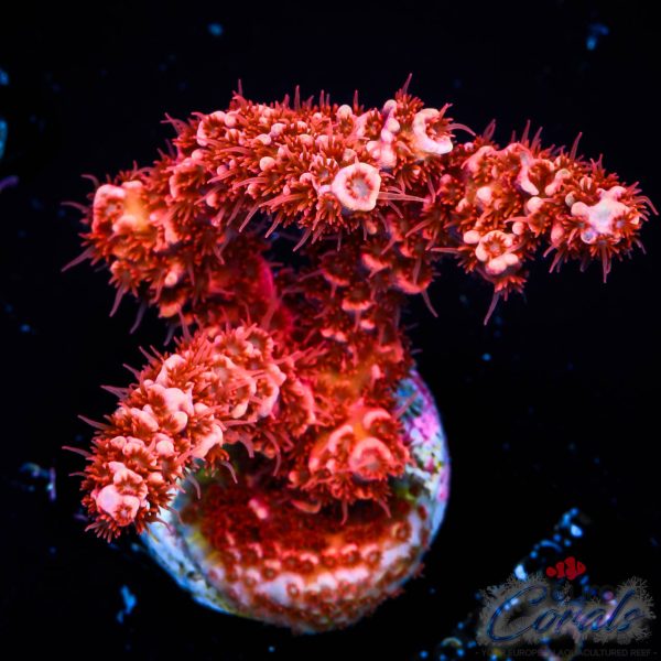 EC Te Kā Lava Demon Acro