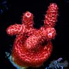 EC Te Kā Lava Demon Acro