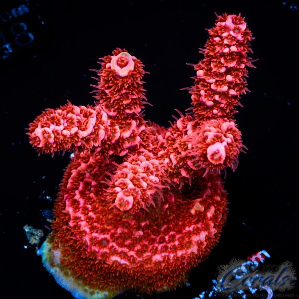 EC Te Kā Lava Demon Acro