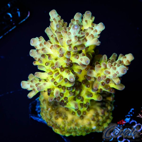 EC Mossberry Acro
