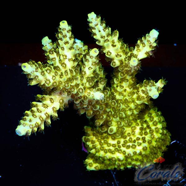 EC Toxic Waste Acro