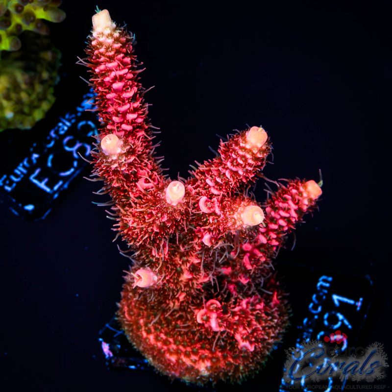 EC Red Torch Acro NEW