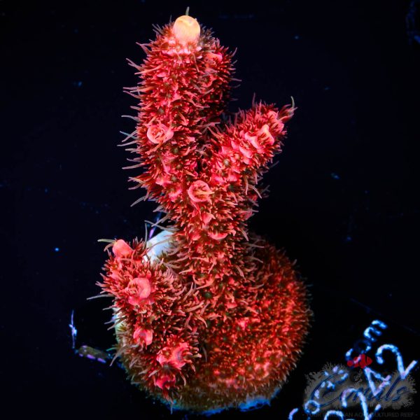 EC Red Torch Acro NEW