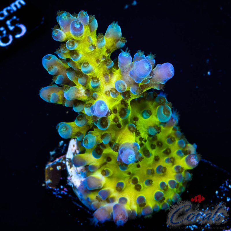EC Electric Miyagi Tort Acro