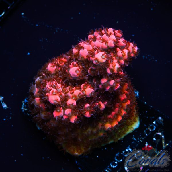 EC FireStarter Acro