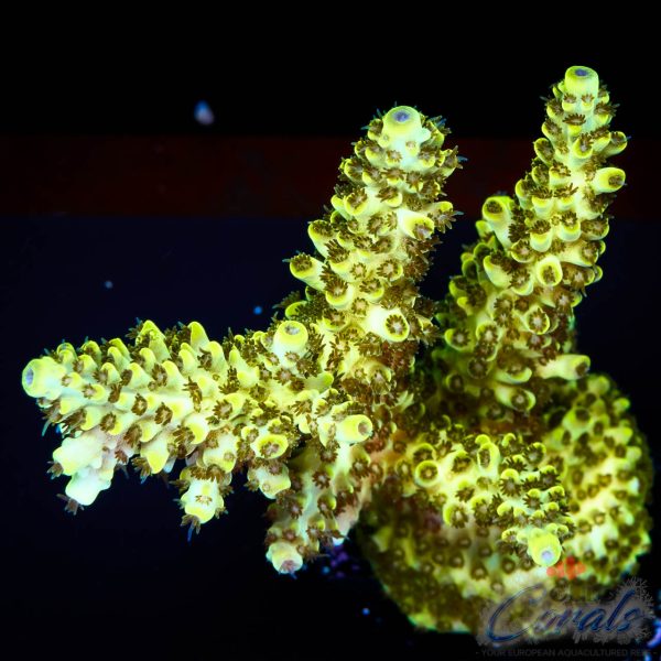 EC Toxic Waste Acro