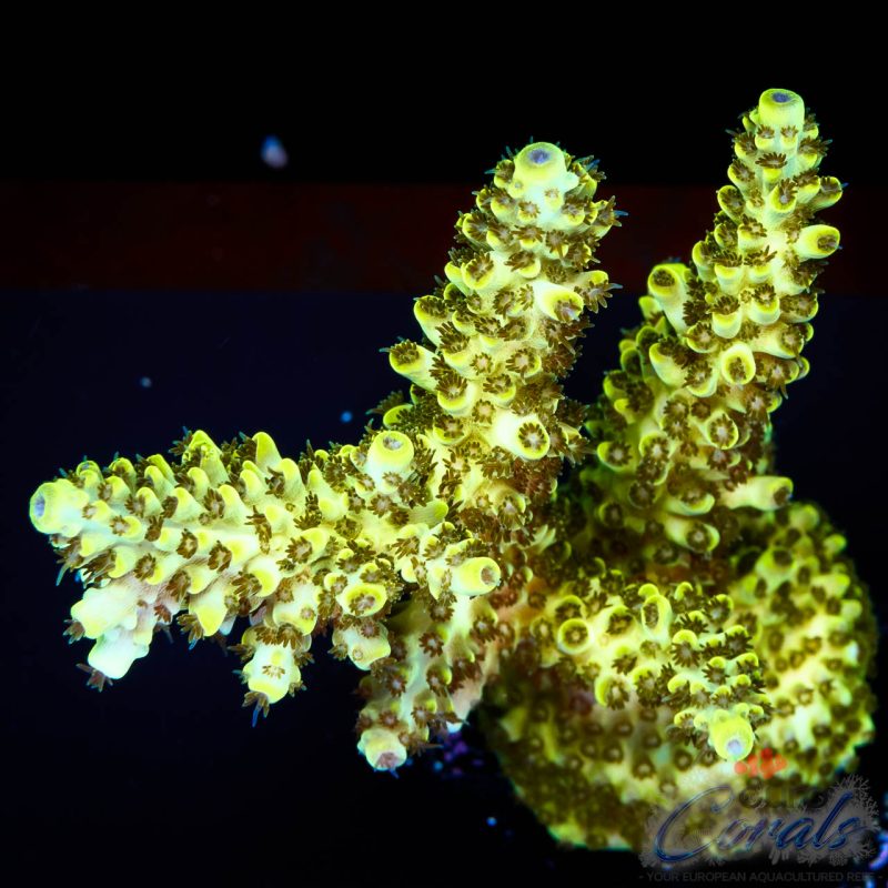 EC Toxic Waste Acro