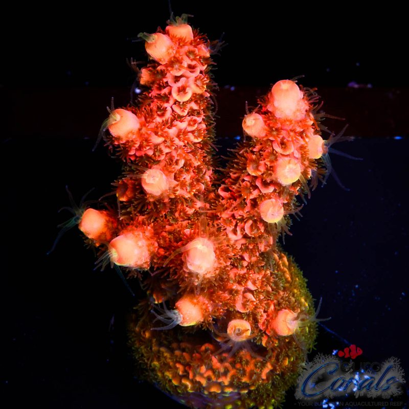 EC On Fire Spathulata Acro