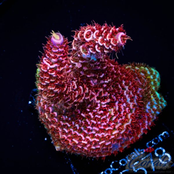 EC Rainbow Purple Blue Mille Acro