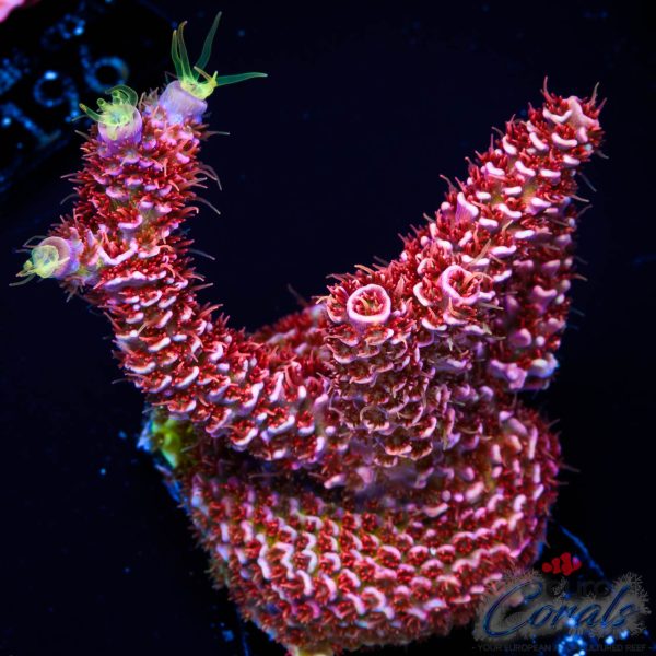 EC Rainbow Purple Blue Mille Acro