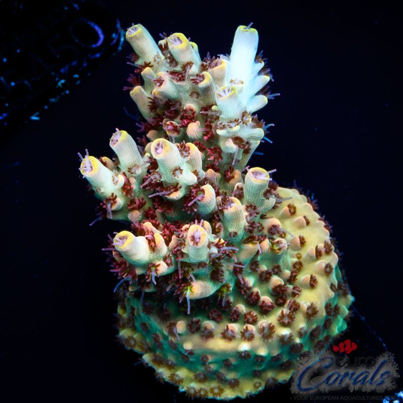 EC Wasp Nest Acro