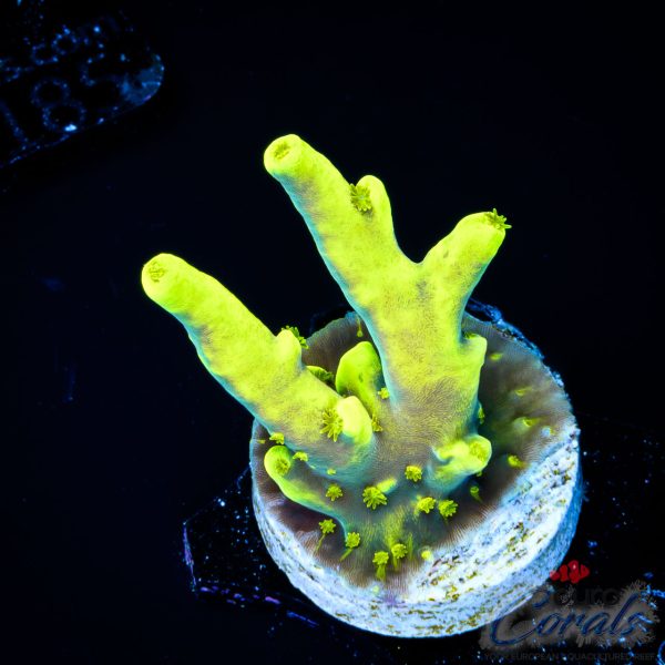 EC Lemon Drop Acro