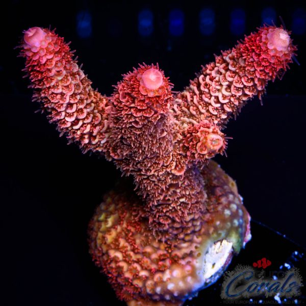 EC Akil’s Rainbow Spathulata Acro