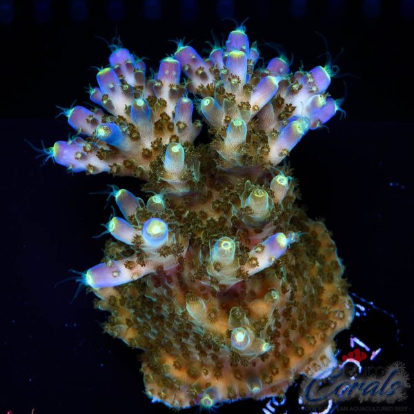 EC 500$ Efflow Acro