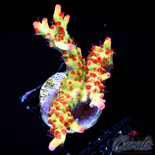 EC Red Devils Acro EX