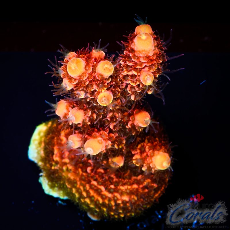 EC On Fire Spathulata Acro