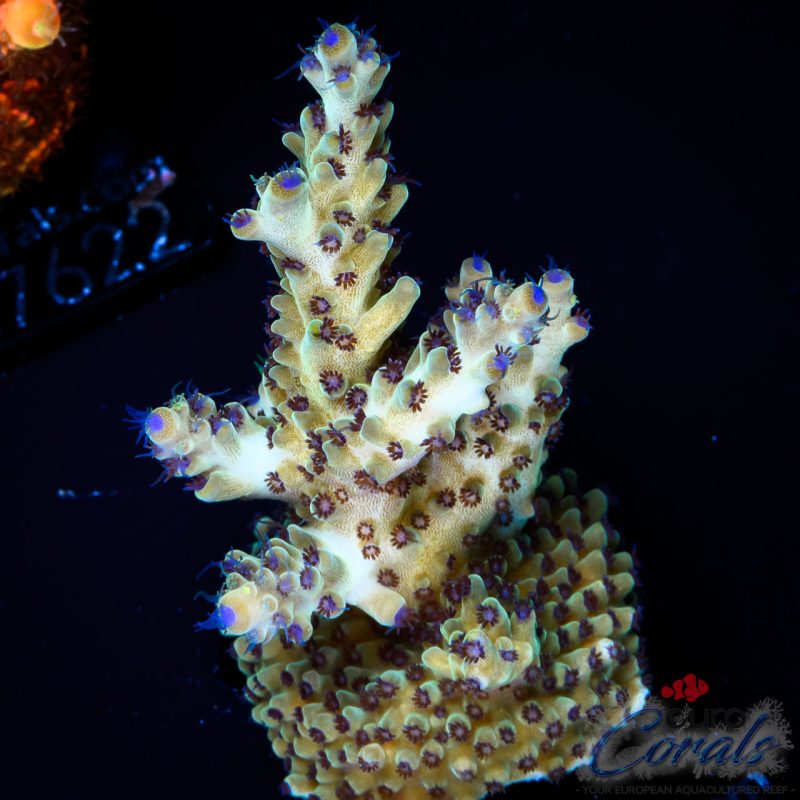 EC Rainbow Blueberry SSC Acro