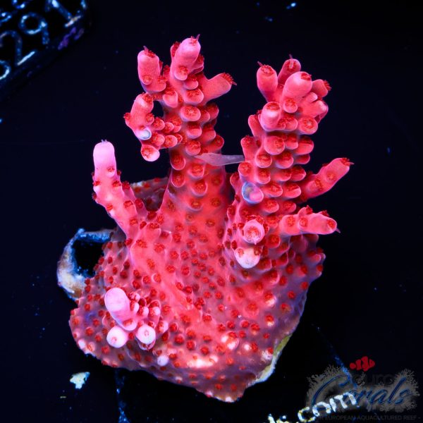 EC Red Octopus Acro