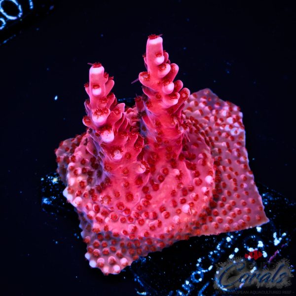 EC Red Octopus Acro