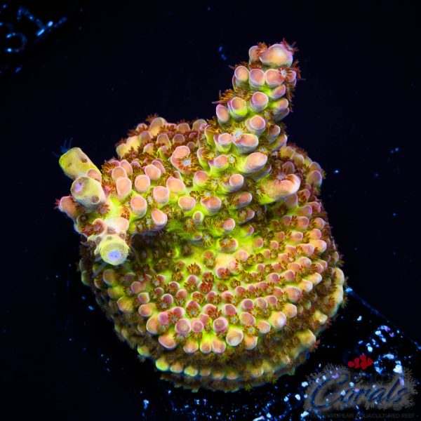 EC Rainbow Twizzler Acro