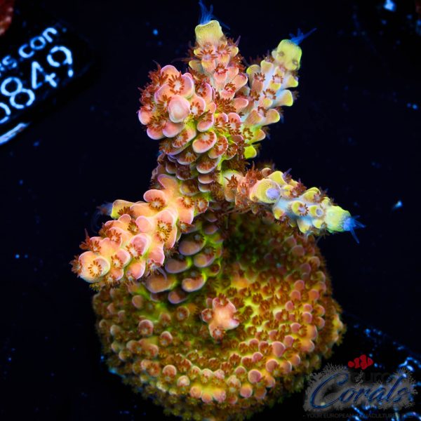 EC Rainbow Twizzler Acro