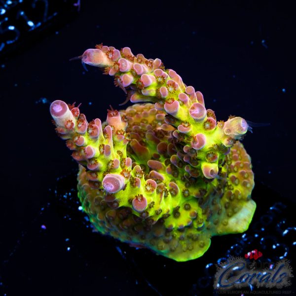 EC Rainbow Twizzler Acro