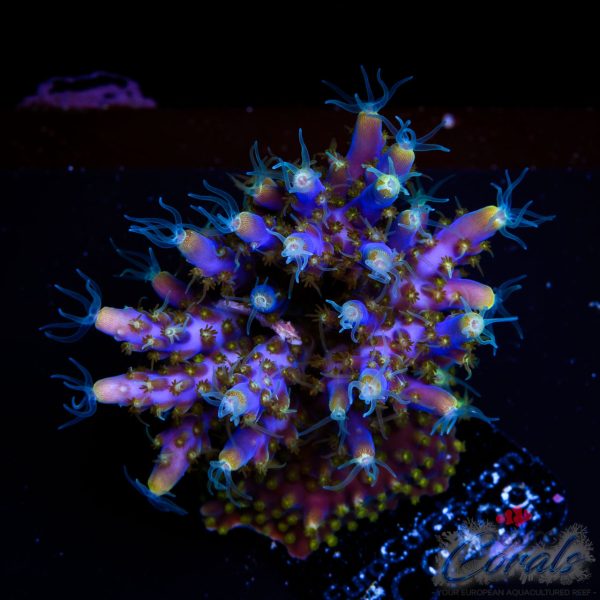 EC Blue Candle Acro