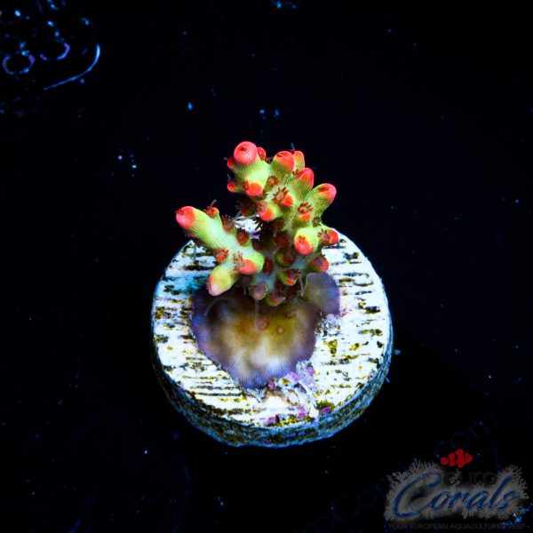 EC Bonsai Hyperberry SC Acro