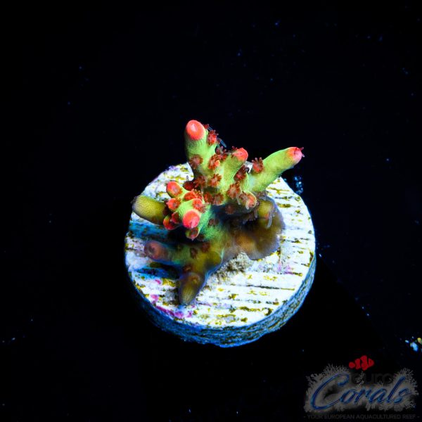 EC Bonsai Hyperberry SC Acro