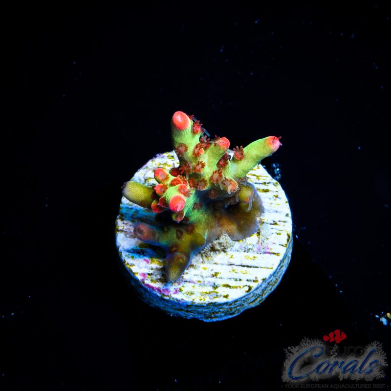 EC Bonsai Hyperberry SC Acro