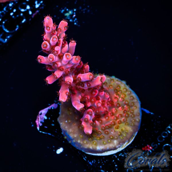 EC Red Angry Bird Acro NEW