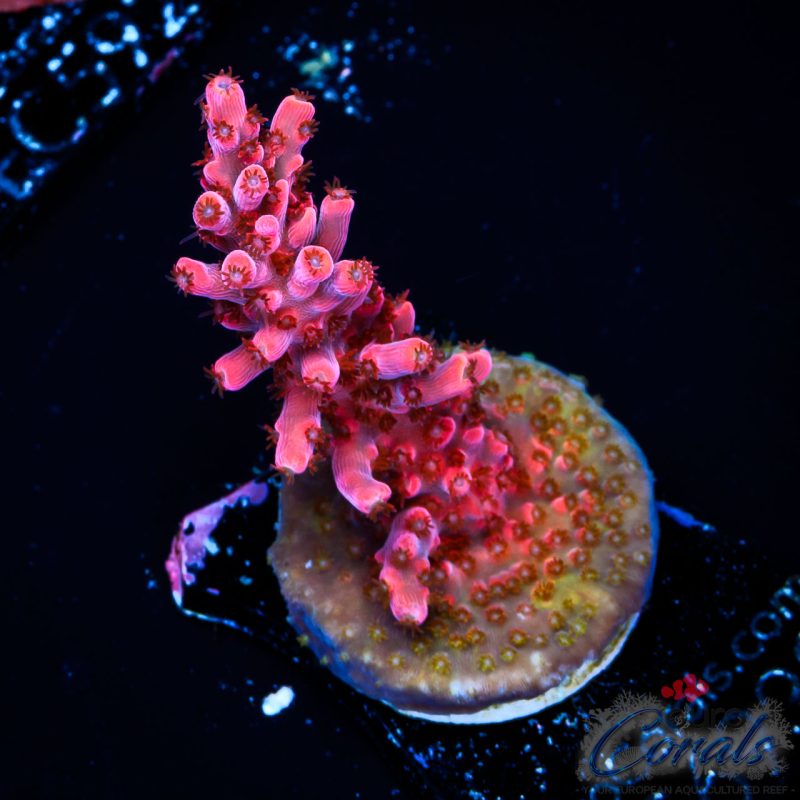 EC Red Angry Bird Acro NEW