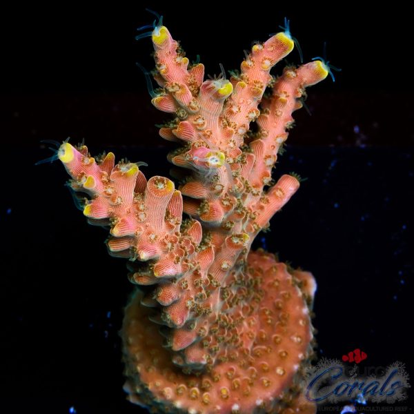 EC Akil’s Long Island Acro