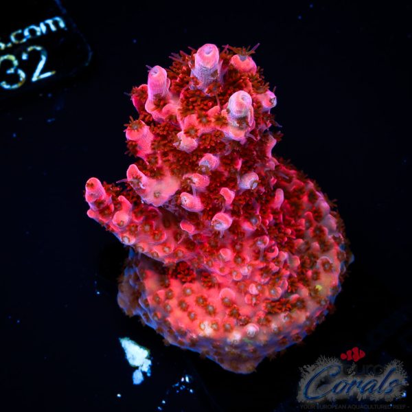 EC Red Angry Bird Acro NEW