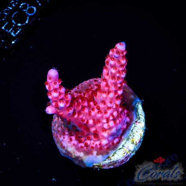 EC Adam Bomb Super Red/Blue Tipped Acro
