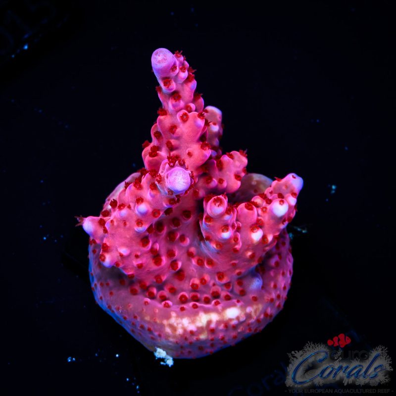 EC Adam Bomb Super Red/Blue Tipped Acro