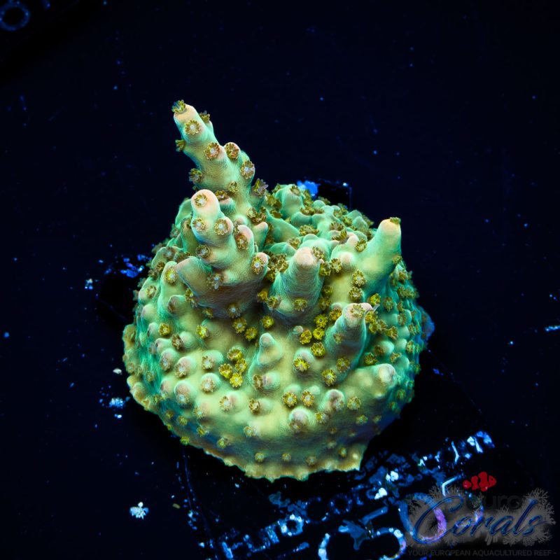 EC Physcoberry Acro NEW