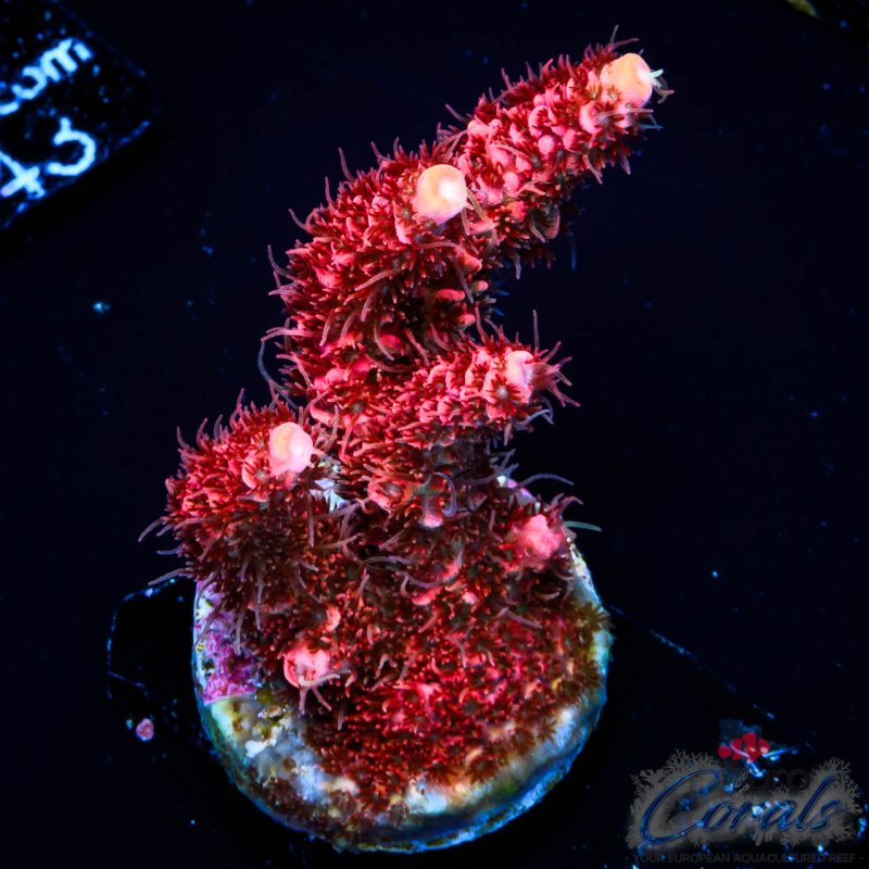 EC Red Torch Acro NEW