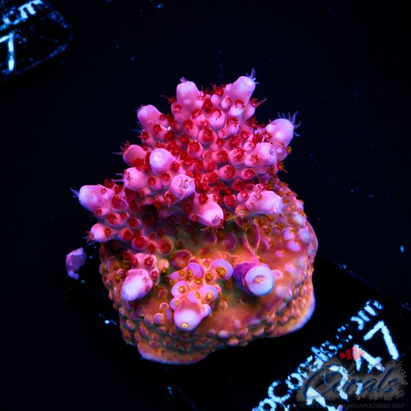 EC Hell2Heaven Acro ER GRAFTED EX