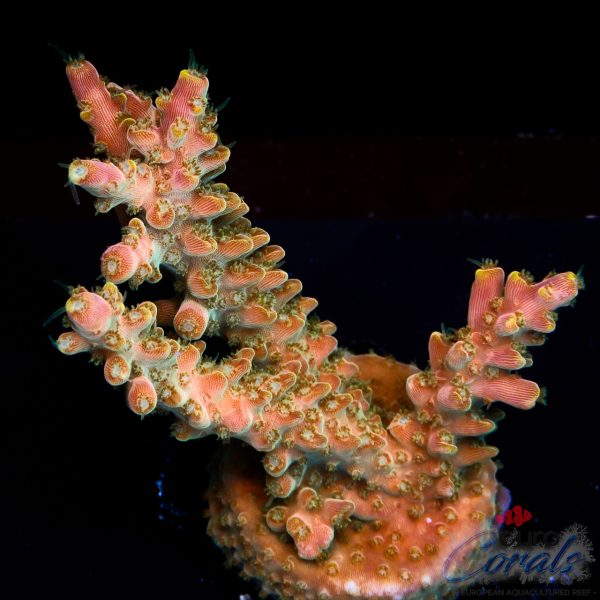 EC Akil’s Long Island Acro