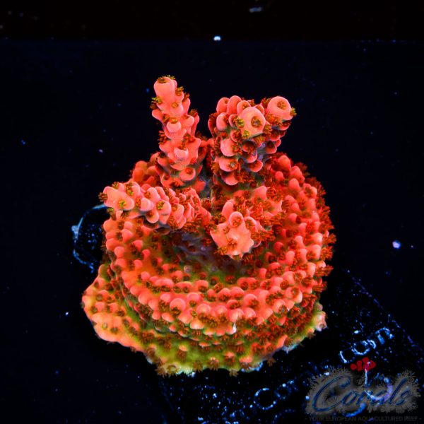 EC Master’s Ruby Table Acro