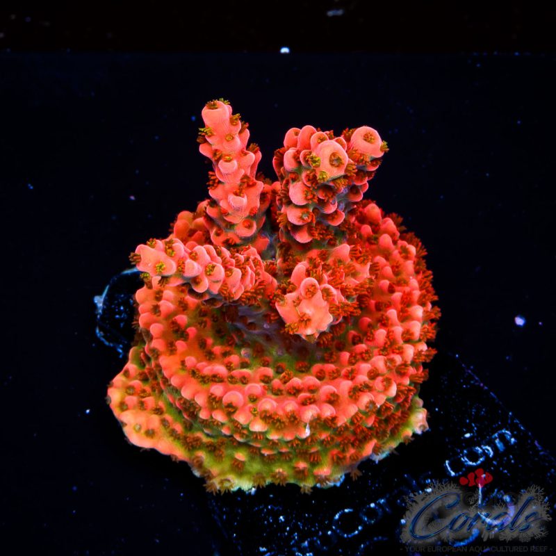 EC Master’s Ruby Table Acro