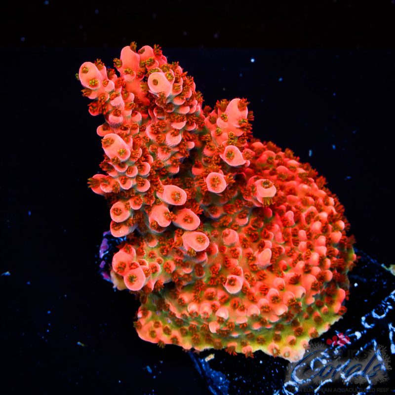 EC Master’s Ruby Table Acro