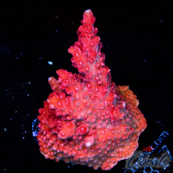EC Red Diablo Acro